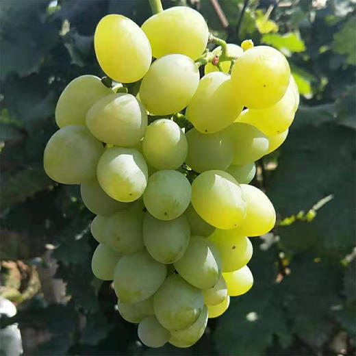 有机葡萄（醉金香）Organic Zuì Jīn Xiāng Grapes 商品图1