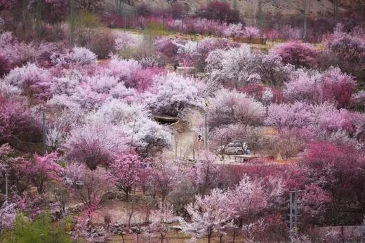 花开中国-帕米尔高原的杏花（新疆） 商品图2