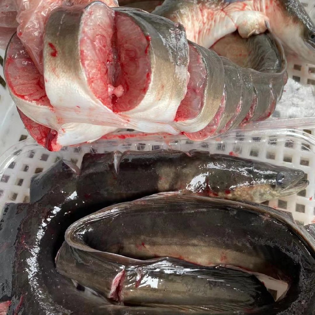 【乌尔鳗鱼】 渔船海捕码头直供，已处理好 整条卖每条约1.6斤-2斤按斤计价