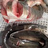 【乌尔鳗鱼】 渔船海捕码头直供，已处理好 整条卖每条约1.6斤-2斤按斤计价 商品缩略图0