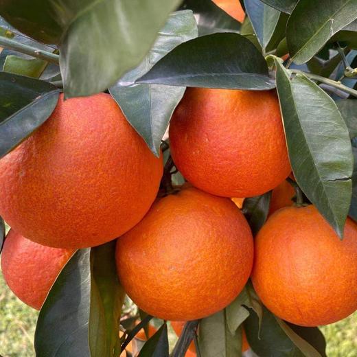 家乡血橙/玫瑰香橙，一件带箱10斤左右，中大果，普通地区顺丰包邮！ 商品图5