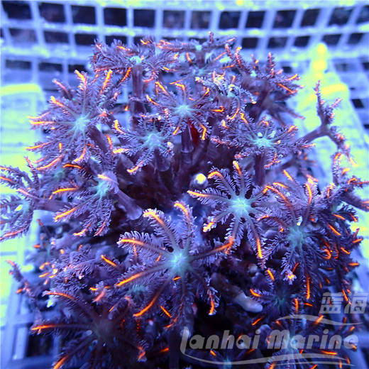 大手星花-人工 橙 商品图2