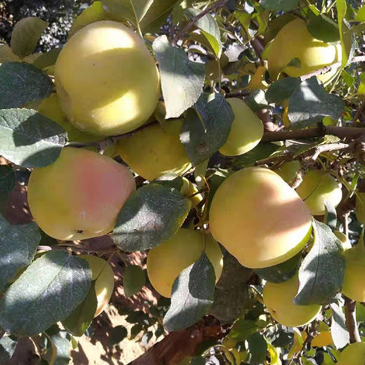 青色明月苹果80#*2颗 Mingyue Apple 2 pcs 商品图0
