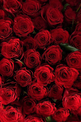 高原红玫瑰【这世上真话本就不多，你的脸红胜过一大段告白】简小姐精选 A级高端红丝绒质感 高原红 10枝 下单5天内发货