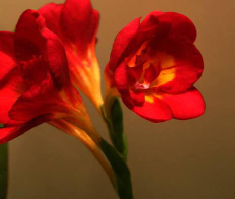 配花-香雪兰-红色-20枝 商品图0