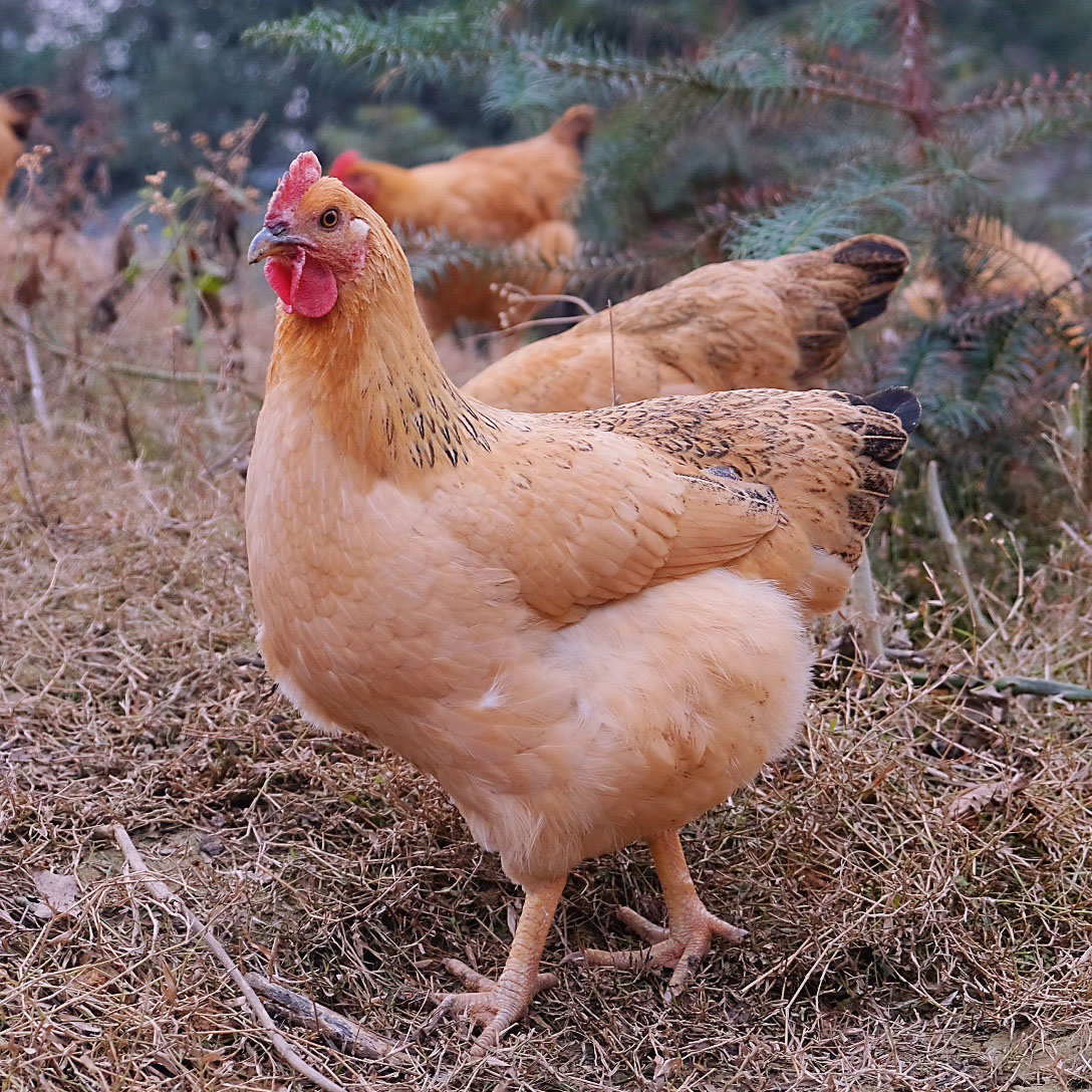 柳城松林放养鸡(项鸡)