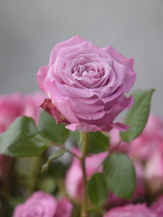 碧海玫瑰【眼里一片海,我却不肯蓝】简小姐精选 高端稀有香芋紫色玫瑰