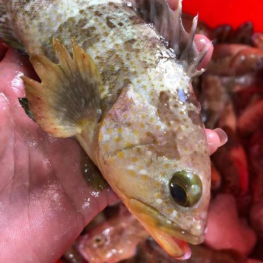 【野生石斑鱼】渔船捕捞，已去鳞去腮去肚，每条2-6条，纯野生，肉质细腻鲜甜 商品图4