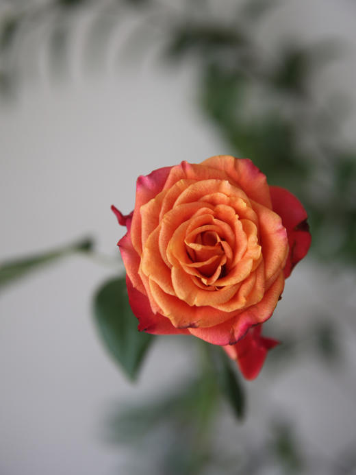 火焰玫瑰【你内心肯定有某种火焰，将你跟其他人区分开来】简小姐精选 A级新品橙红色卷边奥斯汀玫瑰 火焰 10枝 2件包邮 下单5天内发货 商品图6