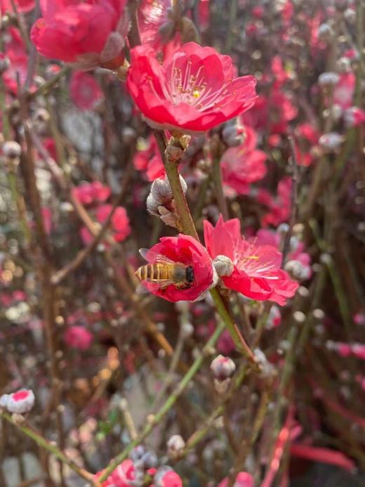 【 '桃‘你欢心】  桃花 红色 约7-8枝/扎 约70公分  单扎 商品图4