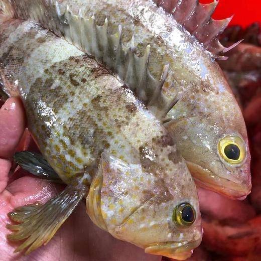 【野生小石斑鱼】渔船捕捞,已去鳞去腮去肚,每份6-8条,杀前约400g,杀