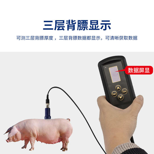 华畜兽用背膘厚度测定仪 猪用测背膘活体测定仪 商品图1