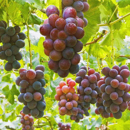 有机葡萄-巨峰	Organic Kyoho Grapes 500g/盒 商品图2