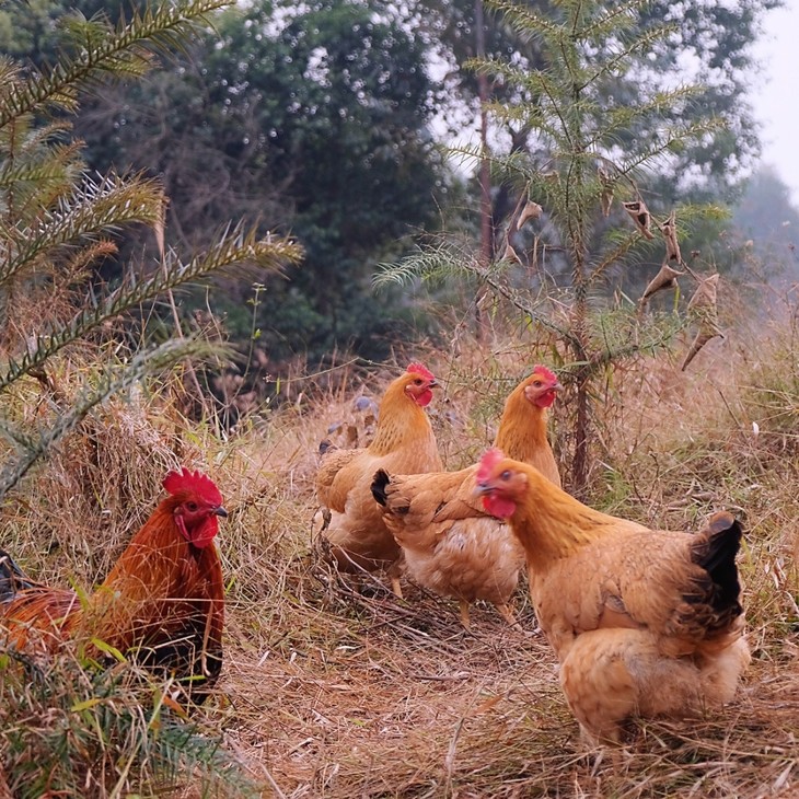 柳城松林放养鸡(项鸡) - 淘最柳州