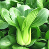 [庭院种子] 上海青菜种子 "平成五号" 商品缩略图0