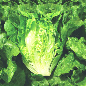 [专业种子] “绿雅”生菜种子