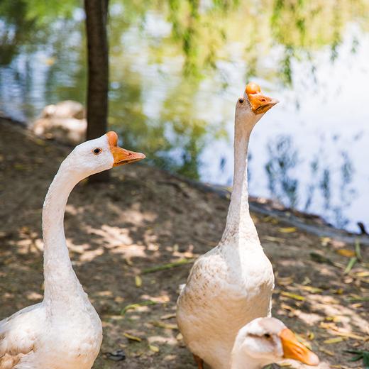鹅（1只装） 商品图4