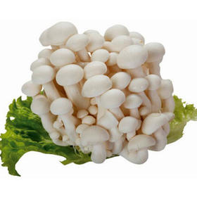 白玉菇 5斤装