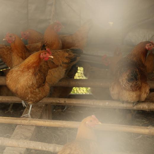 怀心田园跑步鸡，只需放盐 商品图4