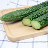 黄瓜1斤装 商品缩略图0