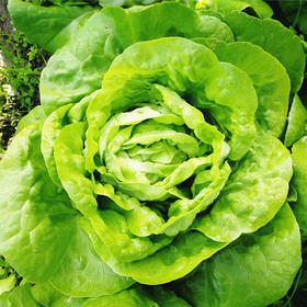 [专业种子] “绿玫瑰”生菜种子