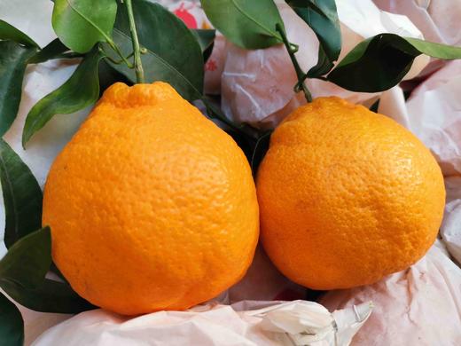【团购特惠】耙耙柑，自然熟，浓甜微酸！原味自然熟！没有狠活放心拍！ 商品图4