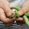 豆角 新鲜蔬菜 架豆角2斤装 商品缩略图1
