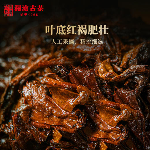 【38女王节预售】澜沧古茶2021年醇香大饼普洱茶熟茶熟普云南茶叶357g 商品图3