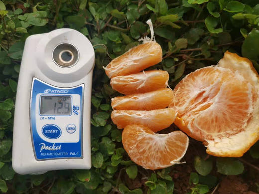 【团购特惠】耙耙柑，自然熟，浓甜微酸！原味自然熟！没有狠活放心拍！ 商品图5