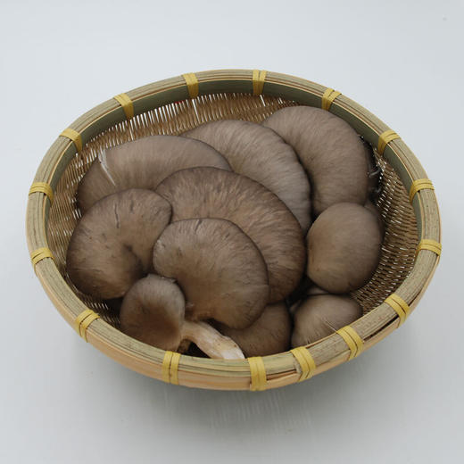 平菇 蘑菇 产地直供 新鲜蔬菜5斤装 商品图0