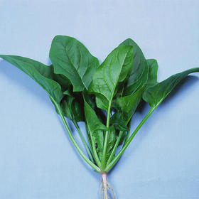 [庭院种子] 菠菜种子 "绿菠75"