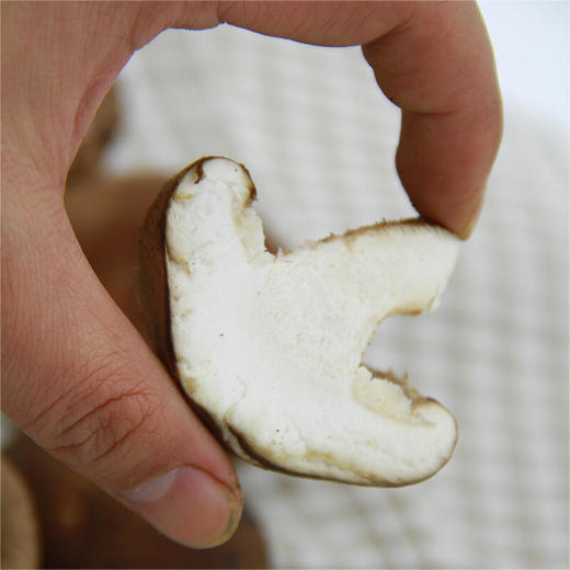 香菇 蘑菇 约 产地直供 新鲜蔬菜 1斤装 商品图2