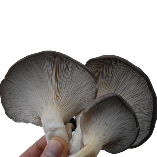 平菇 蘑菇 产地直供 新鲜蔬菜2斤装 商品图2