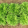 [庭院种子]  "小叶苦苣"生菜种子 商品缩略图0