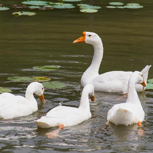 鹅（1只装） 商品图0