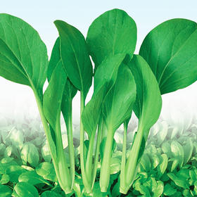 [庭院种子] 鸡毛菜种子 "速生鸡毛菜"