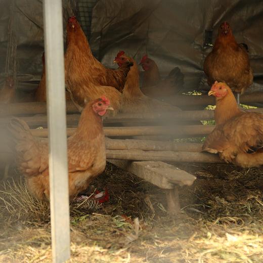 怀心田园跑步鸡，只需放盐 商品图3