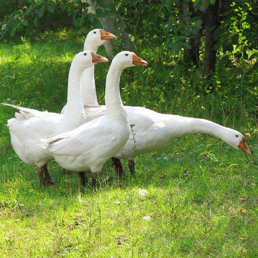 鹅（1只装） 商品图3