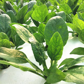 [专业种子] “莎玟”菠菜种子