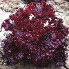 [庭院种子] 紫色散叶生菜种子 "紫艳" 商品缩略图0