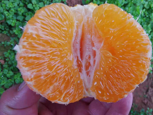 【团购特惠】耙耙柑，自然熟，浓甜微酸！原味自然熟！没有狠活放心拍！ 商品图7