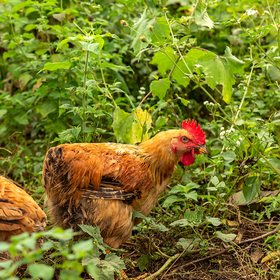 怀心田园跑步鸡，只需放盐