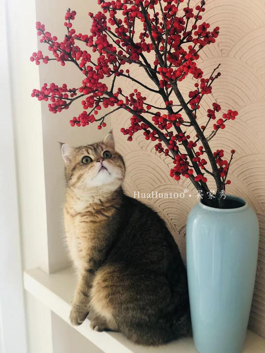 进口冬青瓶花（少量现货，随时售罄） 商品图5