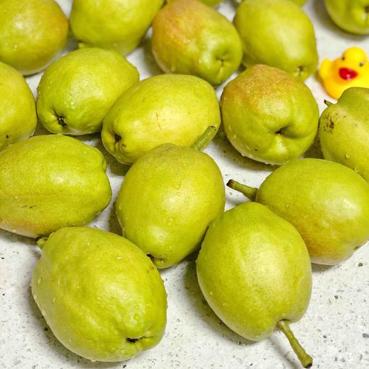 【大大的香梨】新疆库尔勒香梨 酥脆好吃，水分足，清喉润肺，当季最具性价比的好梨子！ 商品图3