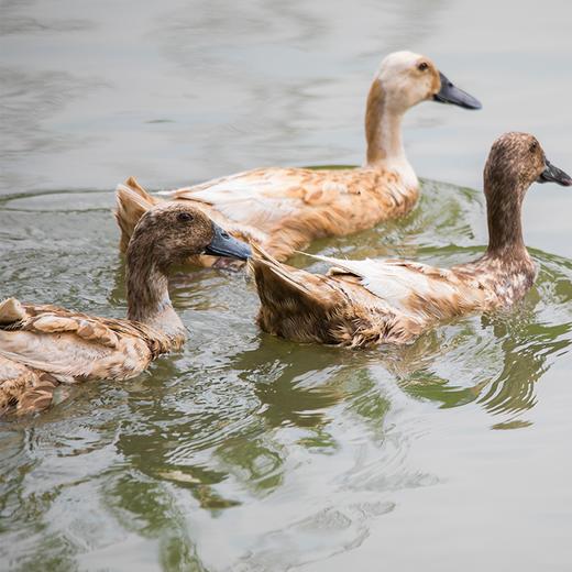 自带清香的横沙老鸭，送福利啦~ 商品图3