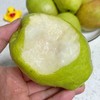 【大大的香梨】新疆库尔勒香梨 酥脆好吃，水分足，清喉润肺，当季最具性价比的好梨子！ 商品缩略图1