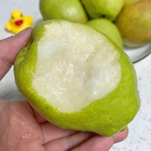 【大大的香梨】新疆库尔勒香梨 酥脆好吃，水分足，清喉润肺，当季最具性价比的好梨子！ 商品图1