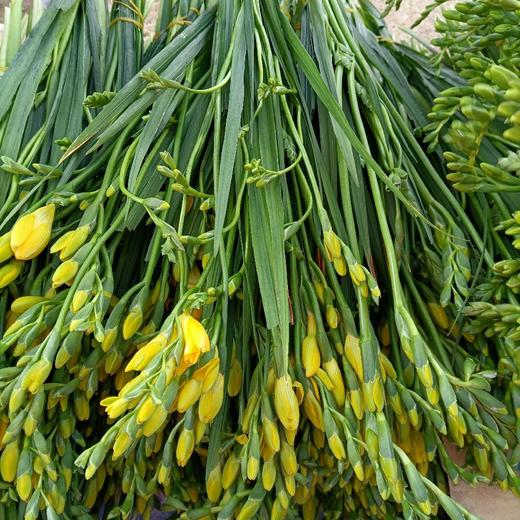 香雪兰随机色 商品图5