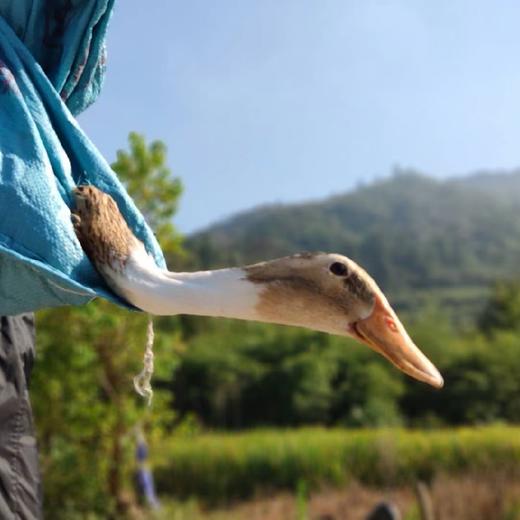 【黄山 太平湖散养鸭 】1只/默认对切/免费清理好/顺丰配送 商品图3