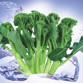 [专业种子] “秀兰”西兰苔种子 